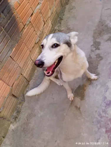 Cachorra raciada com husky ciberiano 