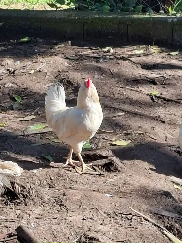 Galo New Blue genetica de ovos azuis