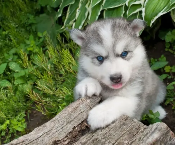 Filhotes de Husky Siberiano | Mais amor por centímetro quadrado.