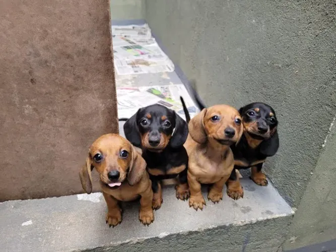 dachshund fofos