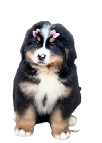 Bernese disponível com lacinho 
