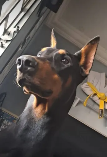 Dobermann disponível para cruza