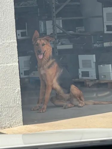 Cachorro Pastor Alemão Mestiço para Adoção Responsável