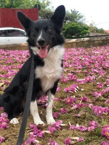 Dou Bordecollie 