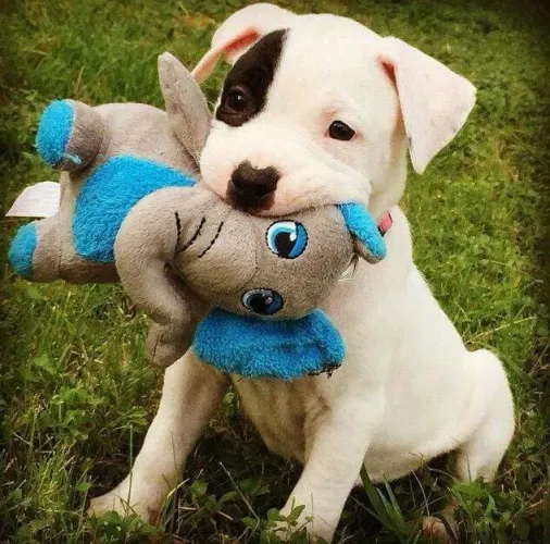 Filhotes Pitbull/ Pit Monster linhagem selecionada e saudáveis