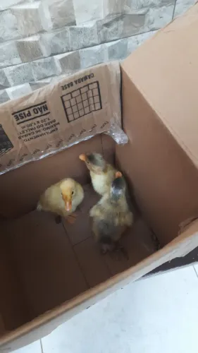 Vendo 3 filhotes marrecos pompom