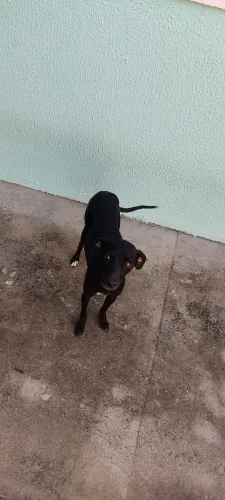 Cachorrinha 2 anos, raça pequeno porte 