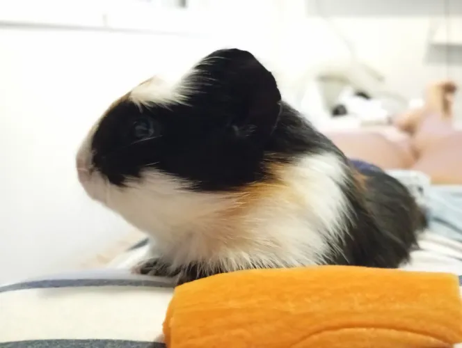 Porquinha da Índia + gaiola