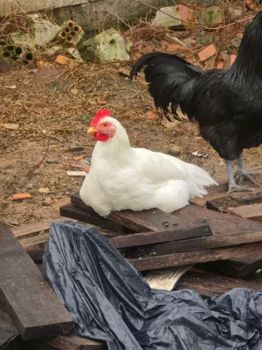 VENDO OU TROCO FRANGOS.