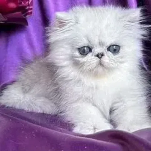 Gato Persa Carinha Chata