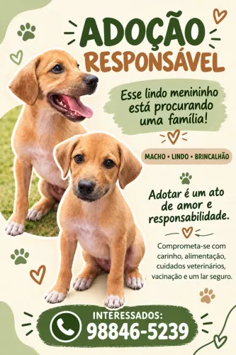 Cachorro para adoção responsável