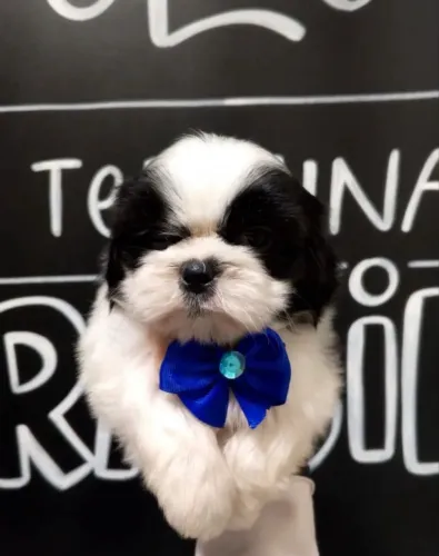 Shih Tzu Disponível Para Reserva