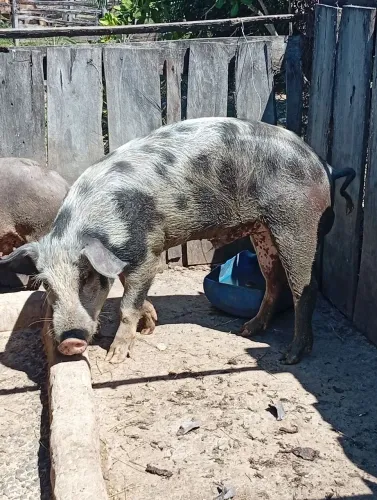 Porco grande