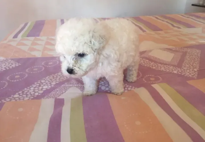 Poodle toy macho ou fêmea 