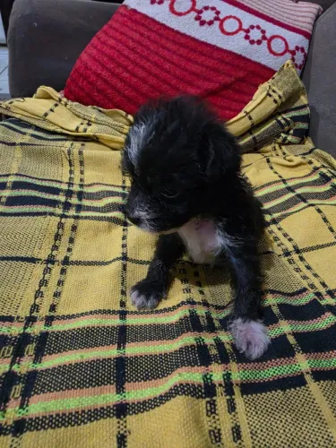 Filhote de poodle, , com um mês de nascidos,1 macho.