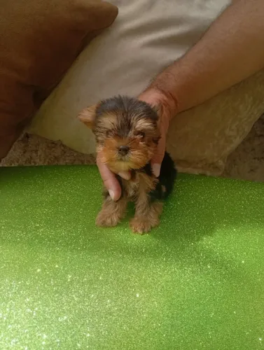Filhotes bem cuidados de Pinscher e Yorkshire