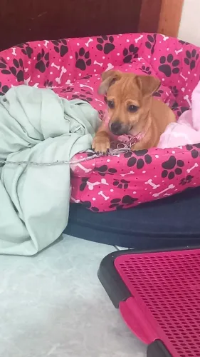 A venda linda Filhote Pinscher 1 raça pura tem 3 meses come raçao e faz necesidades no lug