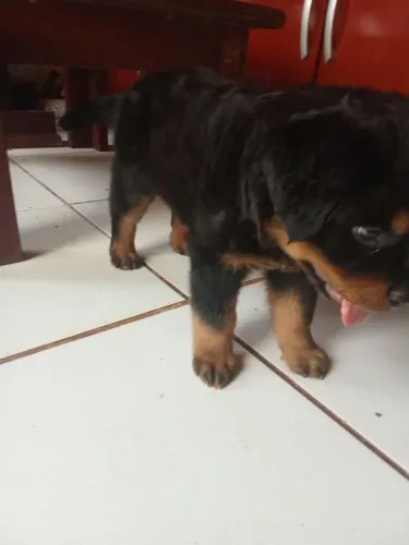 Vendo
