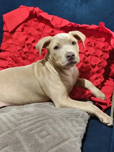 Femea de Pitbull 