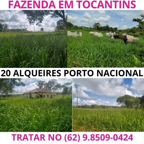 Fazenda Chacara Cidade de Porto Nacional Tocantins Palmas Gurupi Nova Fatima A venda Gado