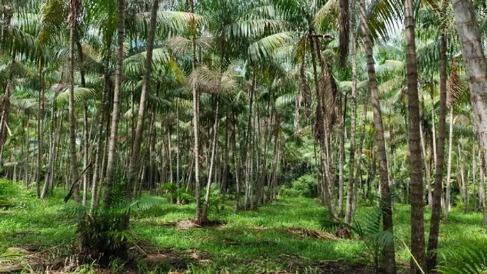 100 hectares com 80 mil pés de açaí em produção por R$ 2.3 milhões de reais
