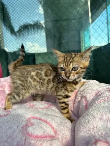 Gatinho Bengal Filhote  - Amigo Peludo!