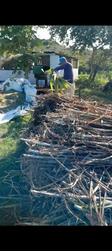 VENDO O MELHOR CAPIM BRS CAPIAÇU ELEFANTE DO BRASIL