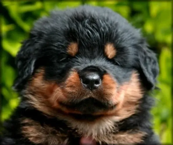 Filhotes de Rottweiler 