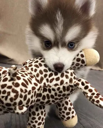 Filhote Husky Siberiano, Seus dias de solidão acabaram!