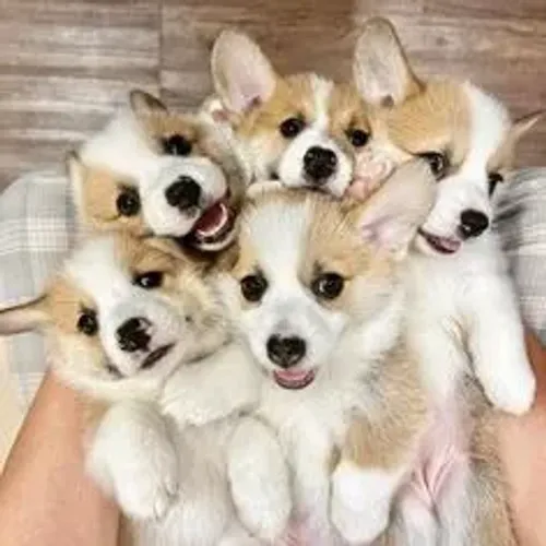 Filhotes de Corgi à venda! ?