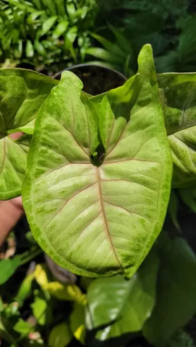 Syngonium Allusion, Folhagens e Mudas ornamentais, Folhagens