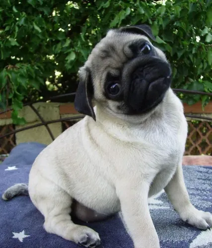 Pug filhote disponível sorte de ter uma gostosa de pug em casa