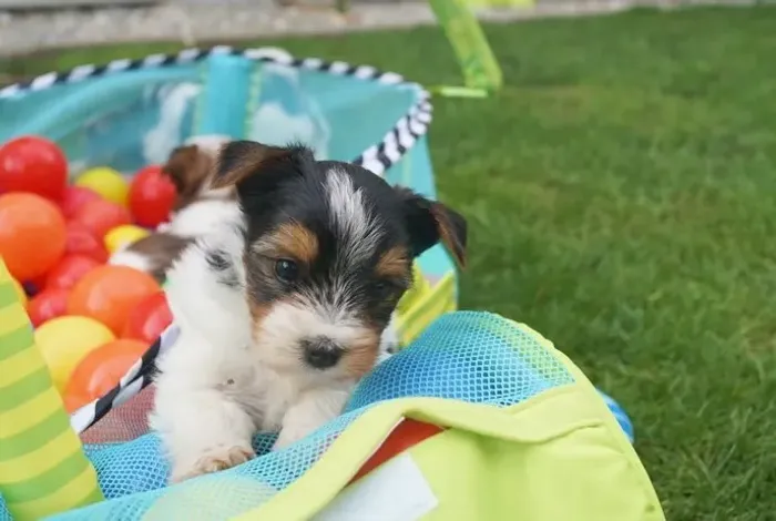 Biewer Terrier Fêmea Tricolor Beleza e Doçura em um Só Cãozinho
