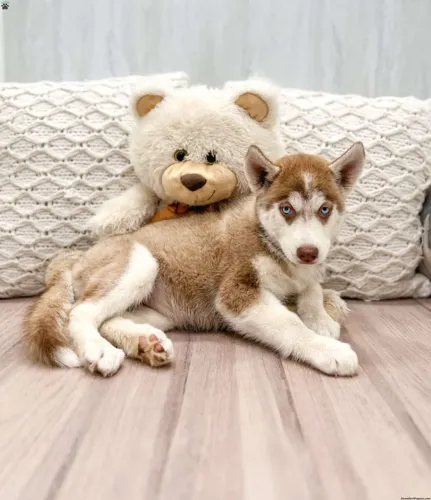 ?Husky Siberiano filhotes - ideais para família?
