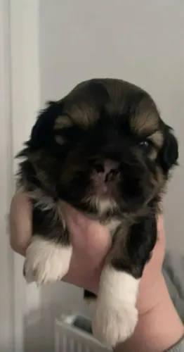 Lhasa com poodle barato 