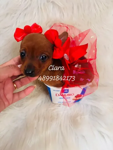 Linda pinscher fêmea