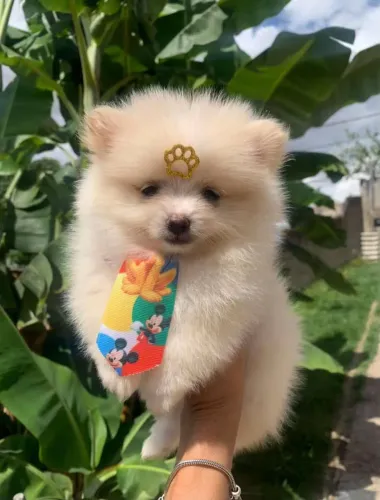 Lulu da pomerania à venda 