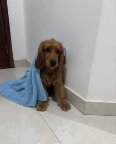 Coocker Spaniel 1 ano