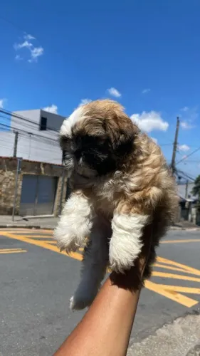 Filhotes de Shih Tzu | Companheiro de verdade.