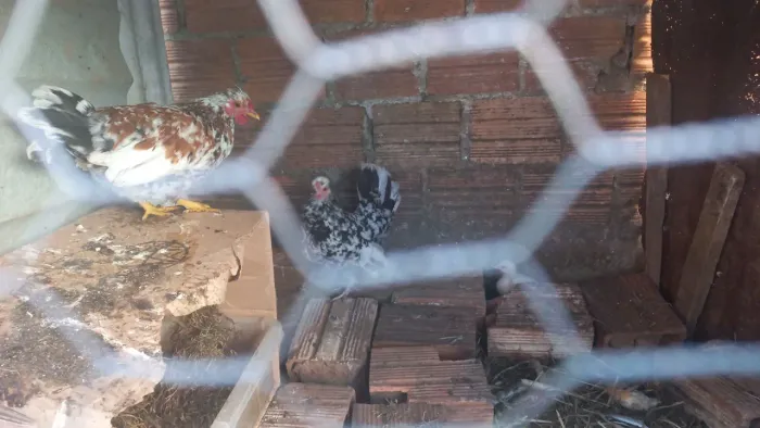 Animais de estimação 