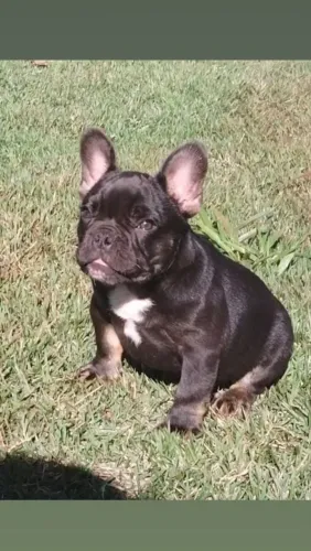 Bulldog francês