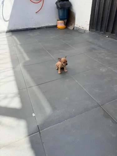 Pinscher macho