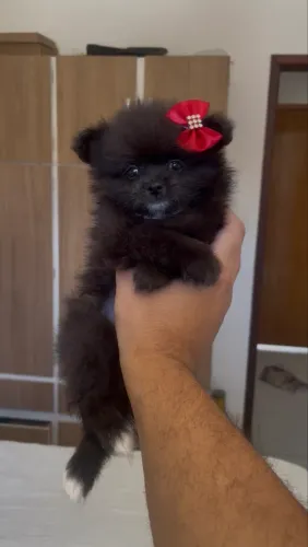 Lulu da Pomerania 