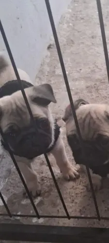Filhote de Pug Macho