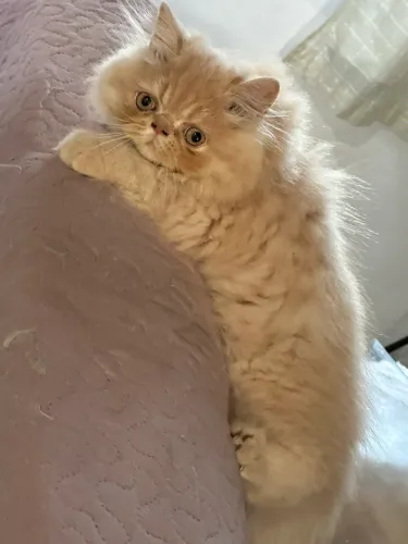 Gatinho persa 