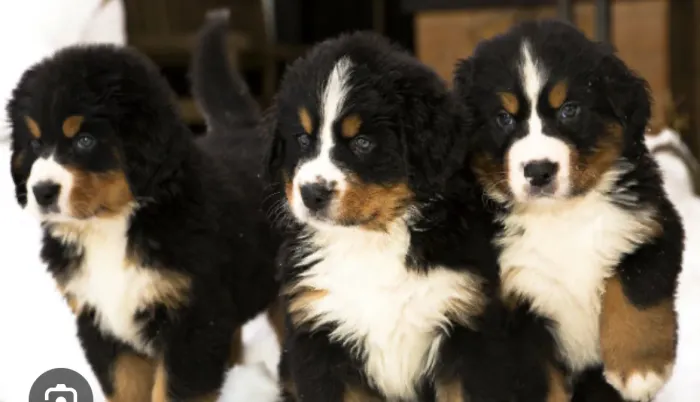 Bernese mountain