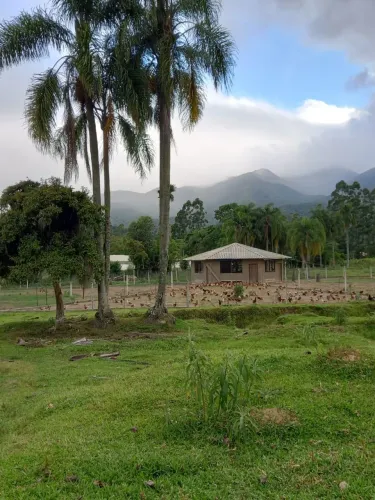 Ovos caipira da roça