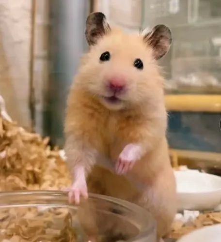 Procuro Hamster Sírio / Teddy bear para comprar em Gov. Valadares