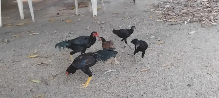 Vendo 4 galinhas e 2 galos da raça índio/carioca