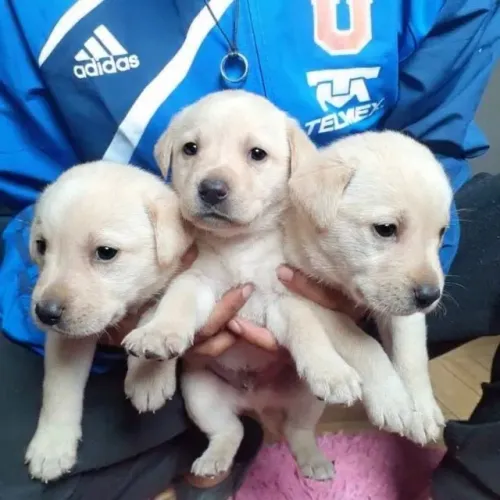 Labrador 
